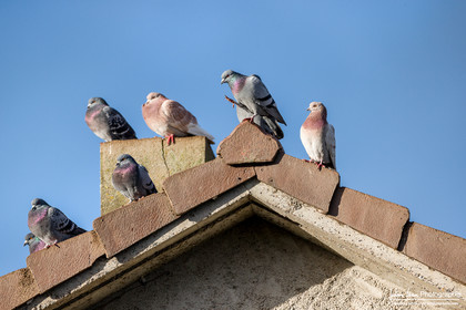 Pigeon Biset - Rock Dove : Columba livia