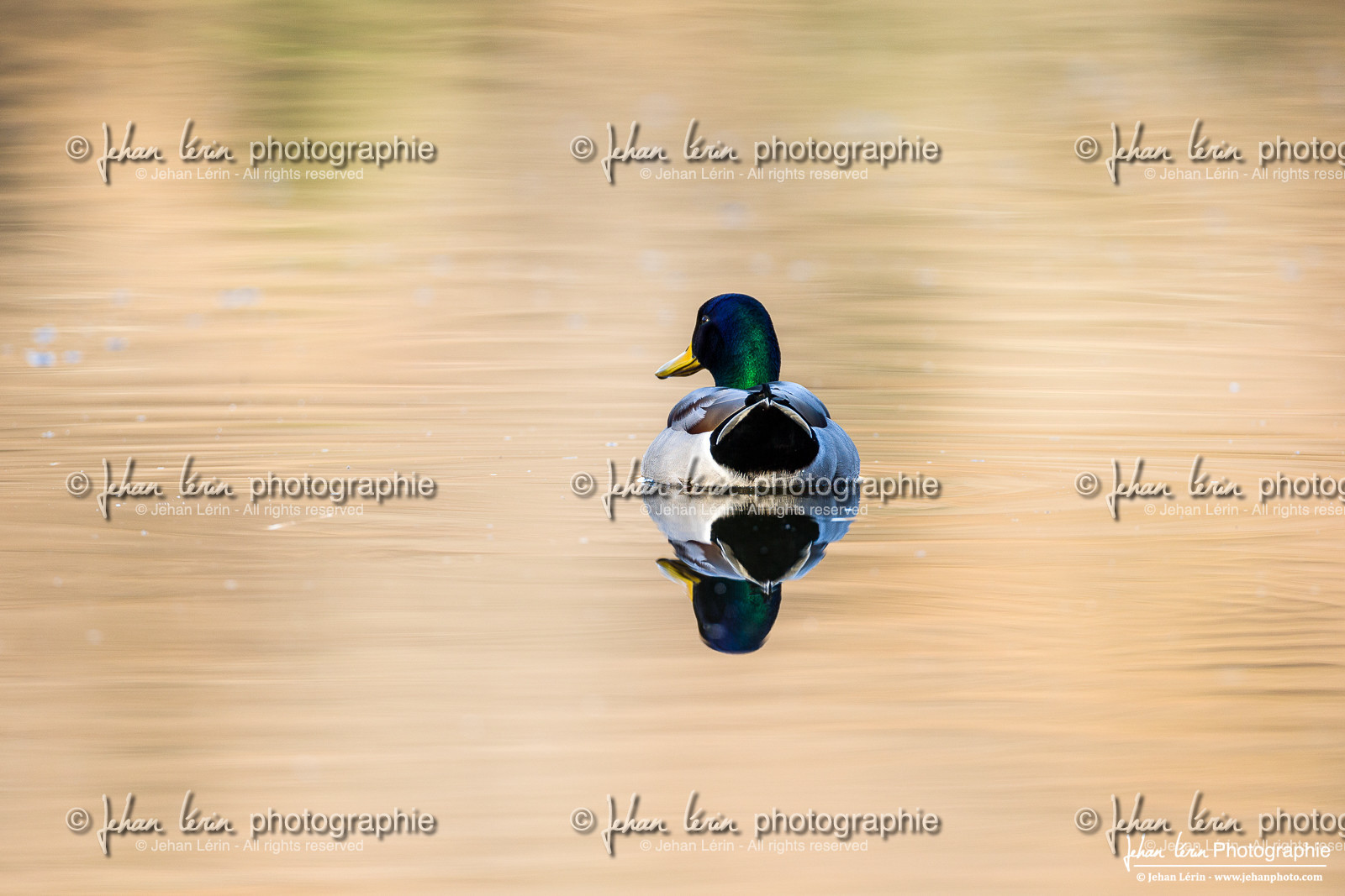 Canard Colvert - Mallard