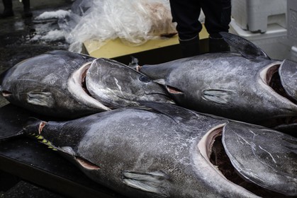 tsukiji-fish-market_tokyo_japon_jl_1dx_08-05-2014-6594.jpg
