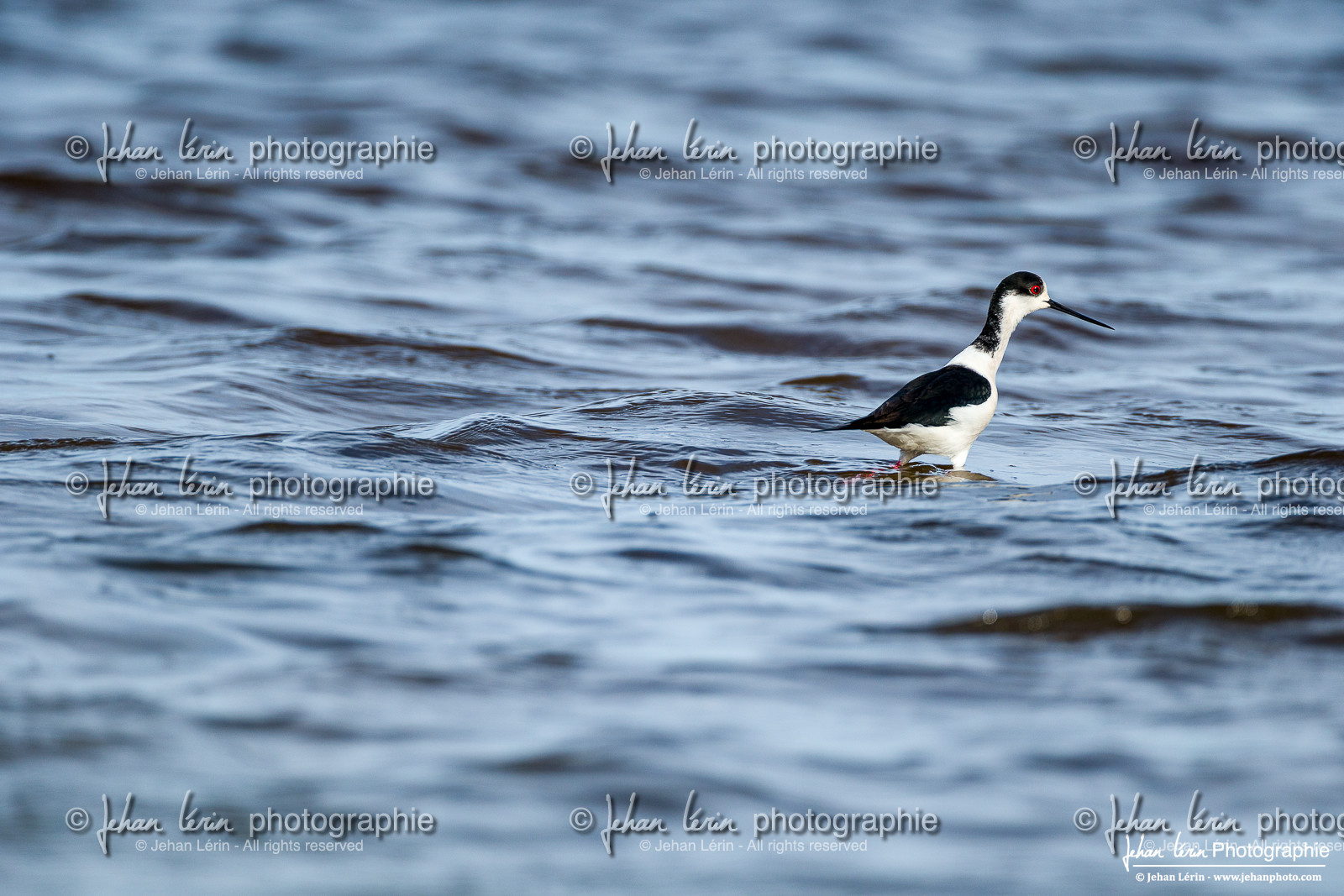 Échasse Blanche - Black Winged Stilt