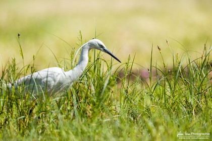 Aigrette Garzette - Little Egret