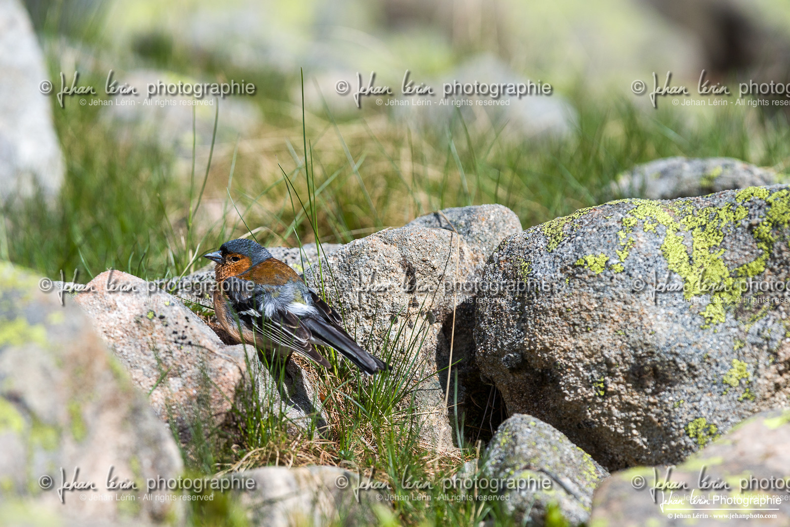 Pinson des Arbres - Common Chaffinch