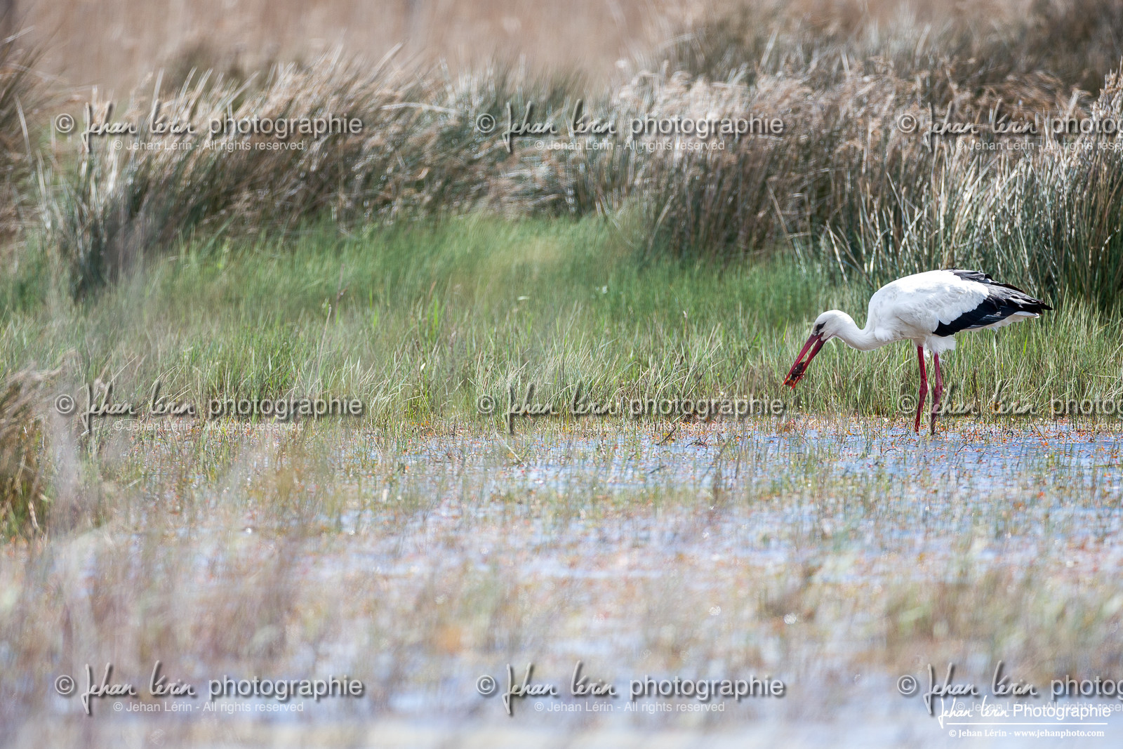 Cigogne Blanche - White Stork