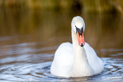 Cygne Tuberculé - Mute Swan