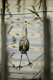 l-albufera_valencia_18-01-2012-2-12.jpg