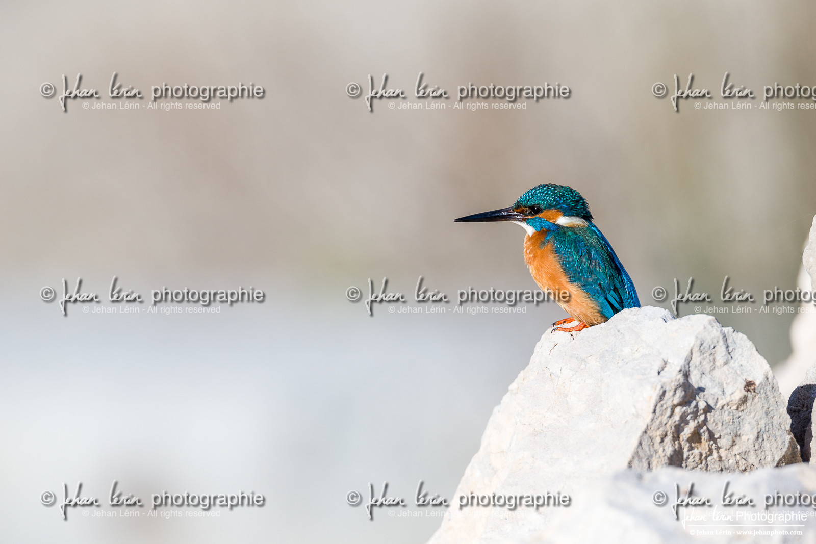 Martin-Pêcheur - Common Kingfisher