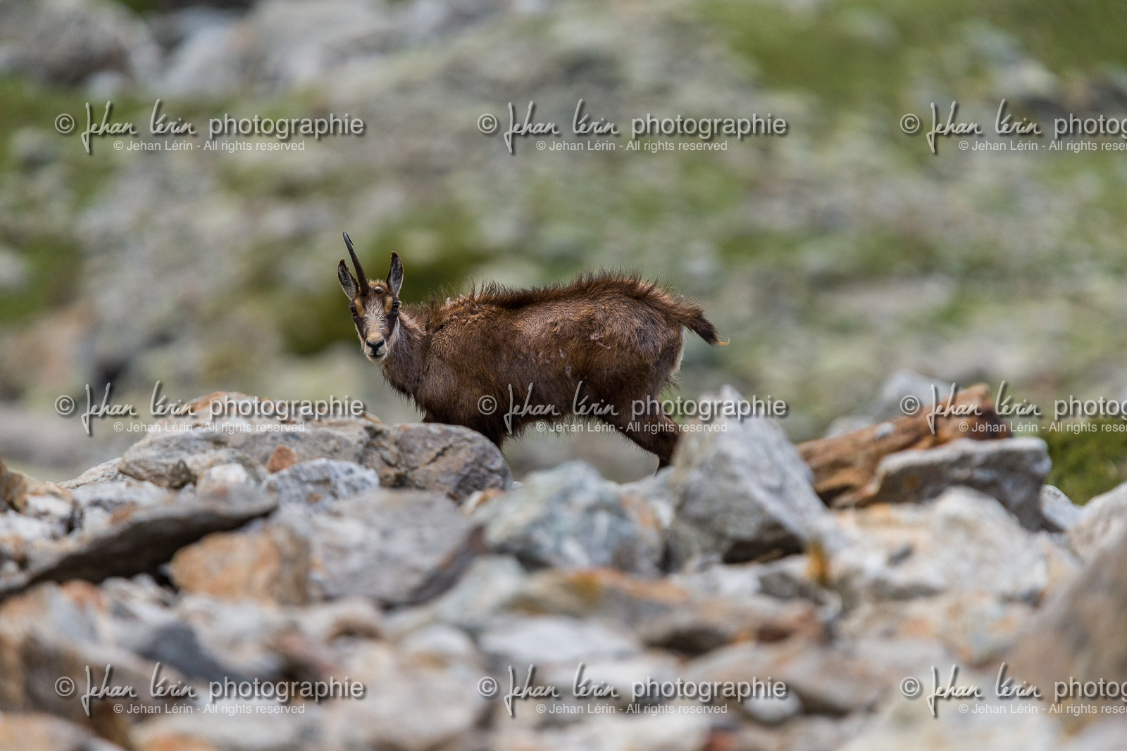 chamois_la-gordolasque_mercantour_jl_1dx_20-05-2020-0190.jpg