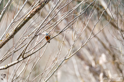 Martin-Pêcheur - Common Kingfisher