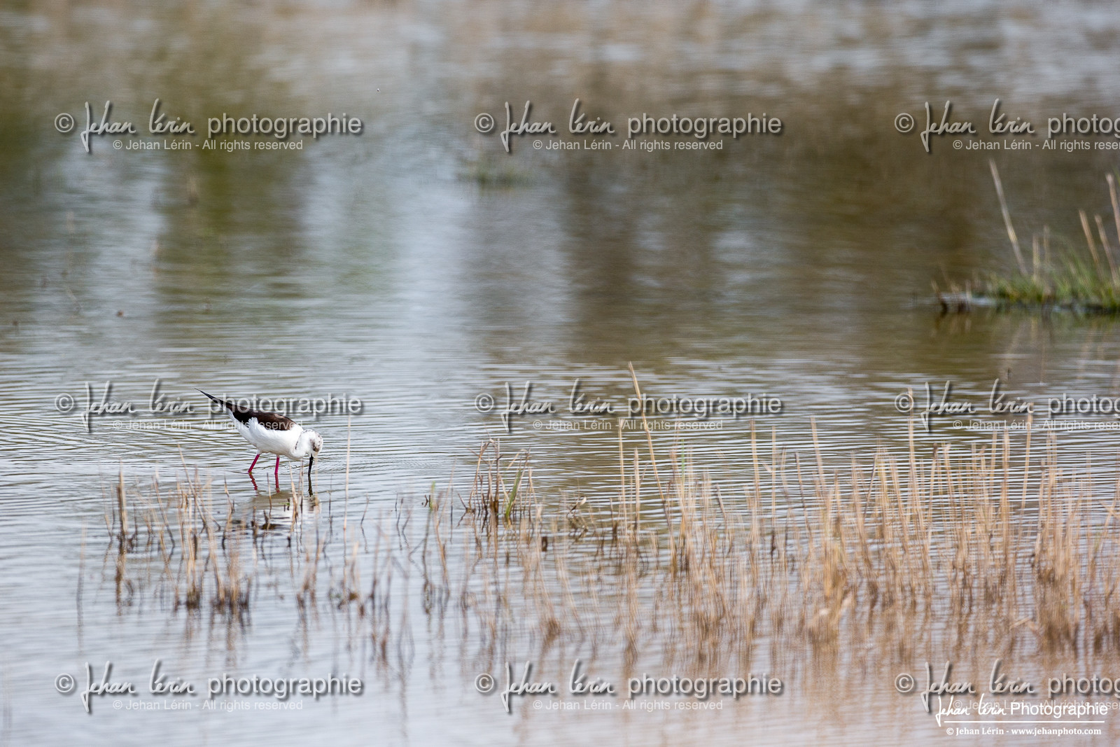 Échasse blanche - Black Winged Stilt : Himantopus himantopus
