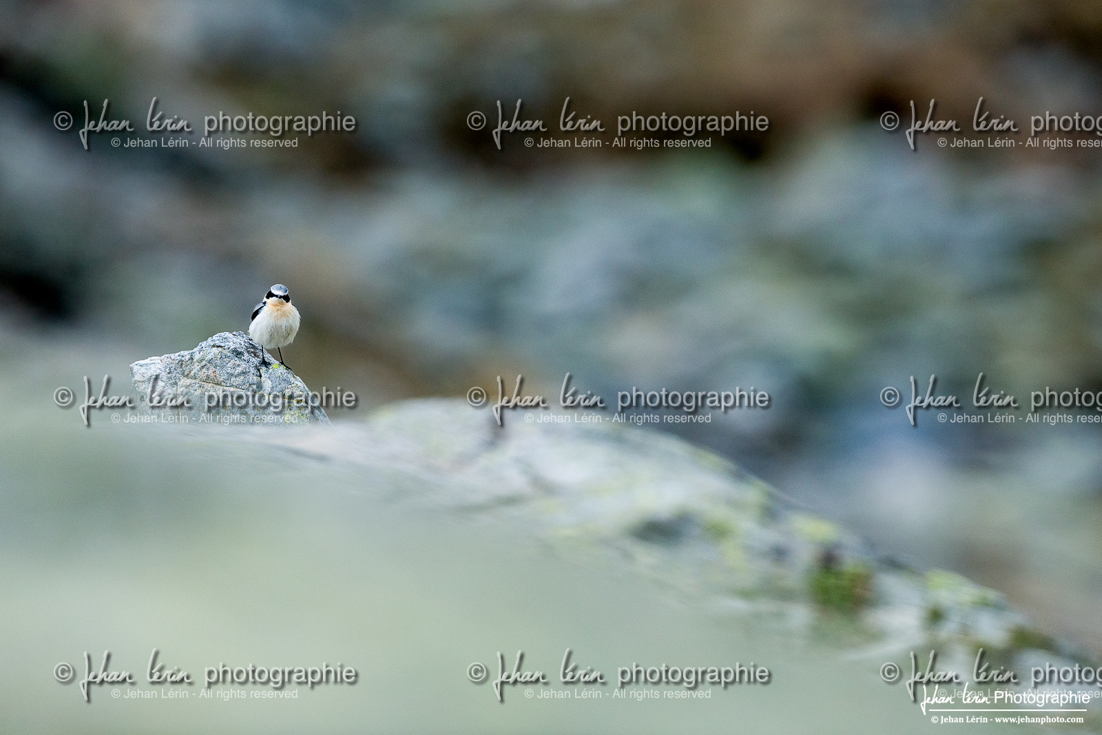 Traquet Motteux - Northern Wheatear