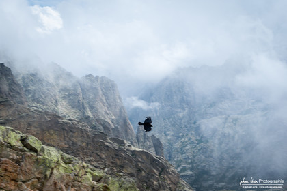 Chocard a bec jaune - Alpine Chough