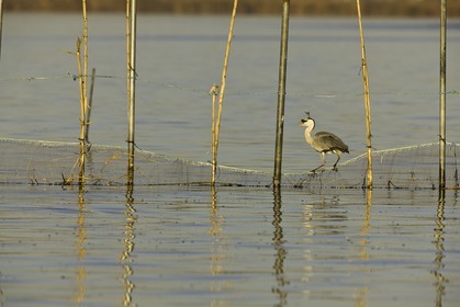 l-albufera_valencia_18-01-2012-0063.jpg