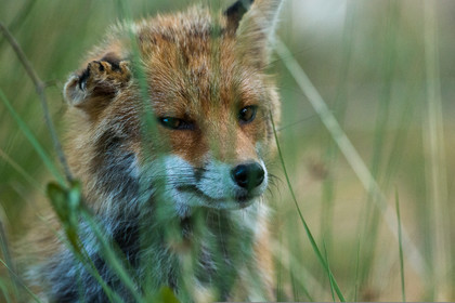 Renard Roux
