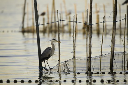 l-albufera_valencia_18-01-2012-2-20.jpg