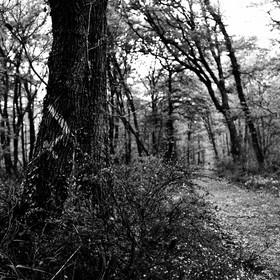 forest2.jpg