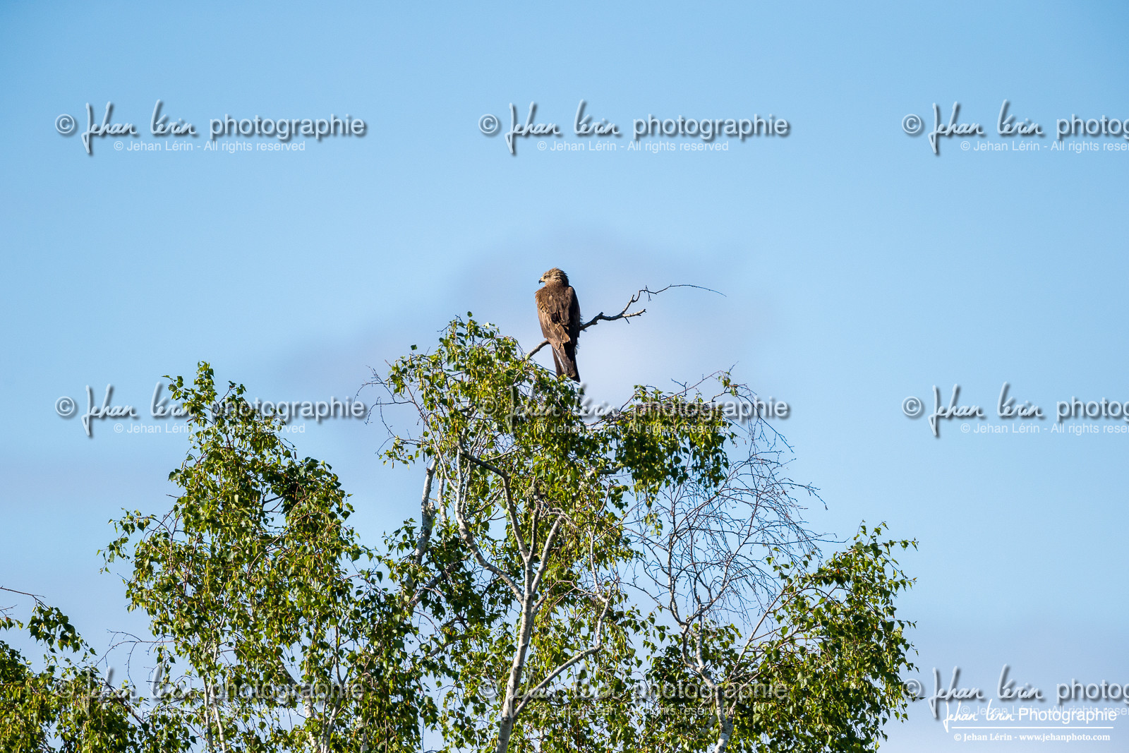 Milan Noir - Black Kite