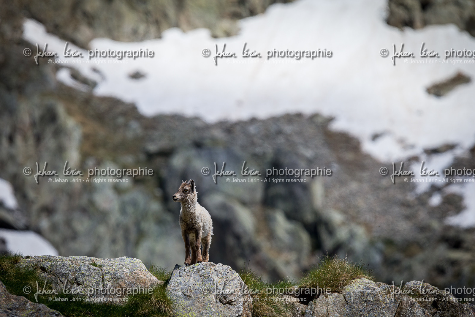 bouquetin_lac-de-fenestre_1dx_23-06-2019-0122.jpg