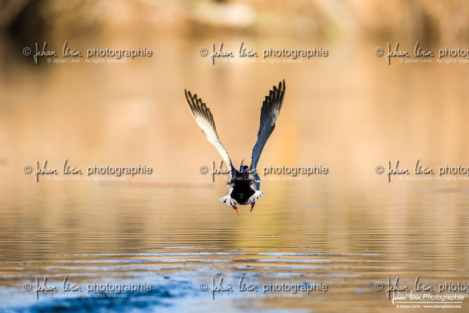 Canard Colvert - Mallard