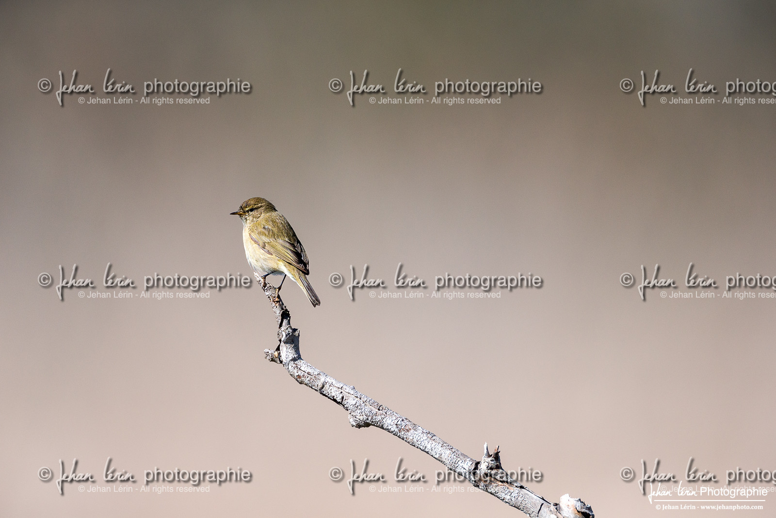 Pouillot Véloce - Common Chiffchaff
