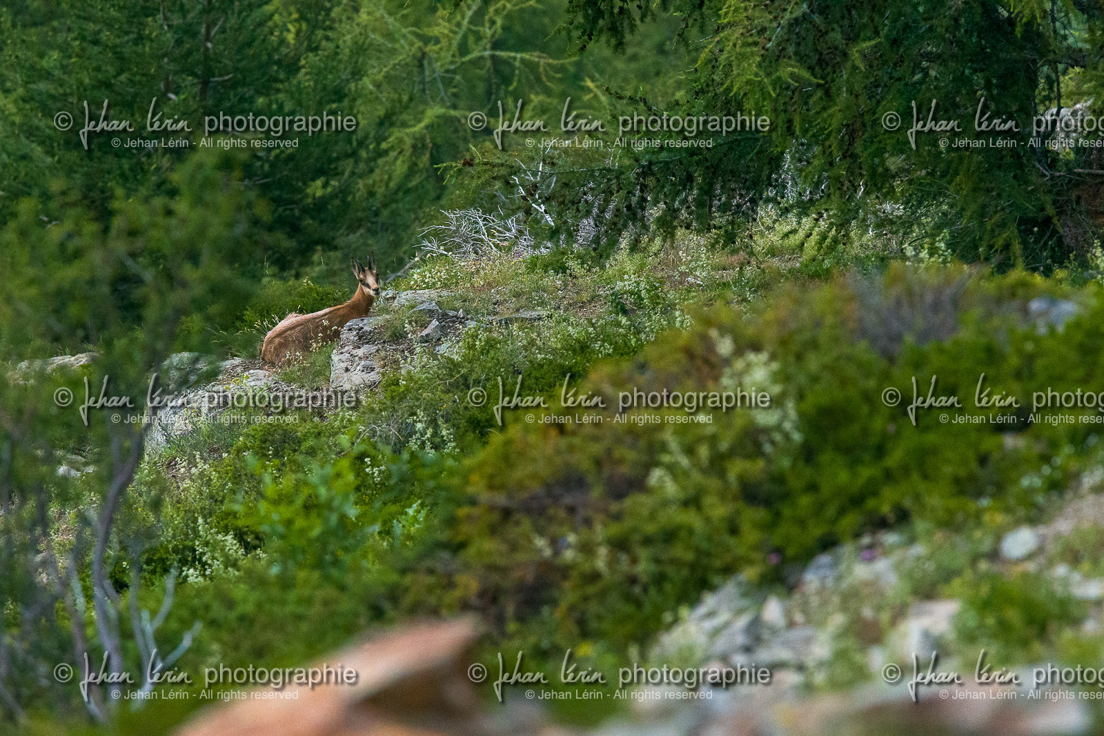chamois_lacs-de-vens_tortisse_jl_1dx_12-07-2020-0204.jpg