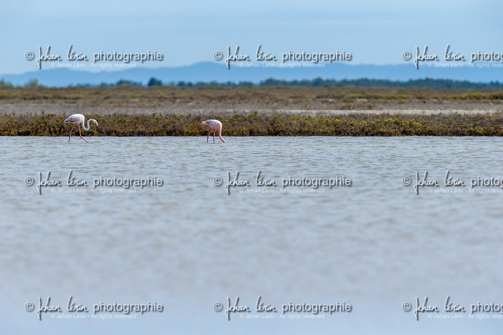 flamants-roses_stes-maries-de-la-mer_camargue_jl_1dx_06-05-2021-0133.jpg