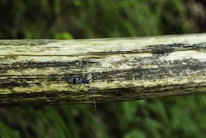 parc-de-plitvice_croatie_24-07-2014-1316.jpg