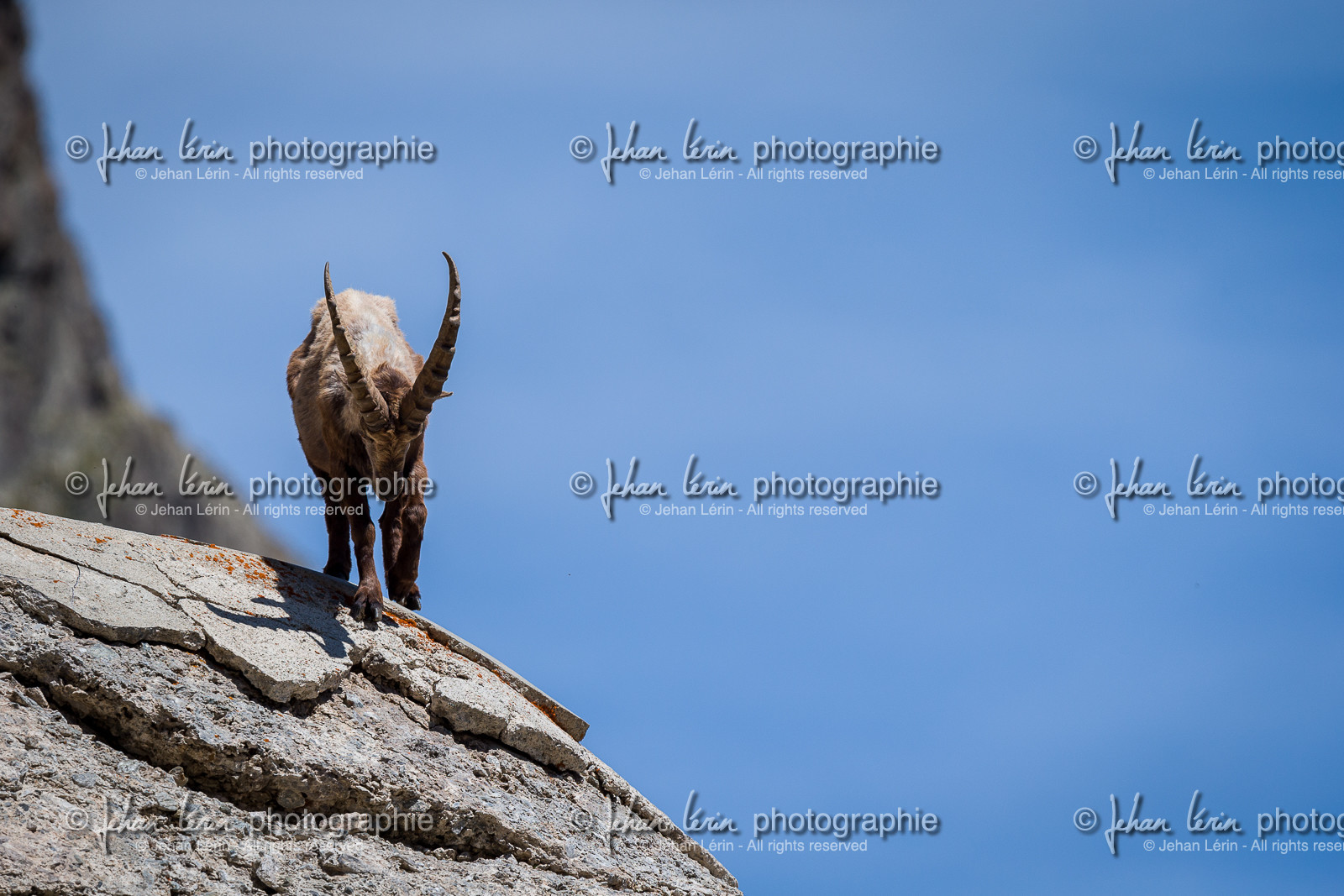 bouquetin_lac-de-fenestre_1dx_23-06-2019-0117.jpg