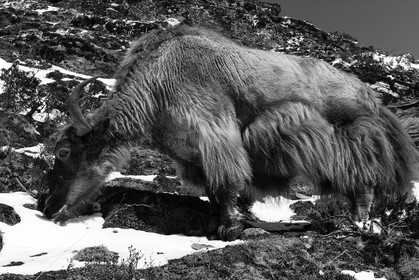 nepal_rolwaling-and-khumbu-area_way-phortse-to-pangboche_18-02-2013-36912.jpg
