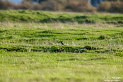 Vanneau Huppé -  Northern Lapwing