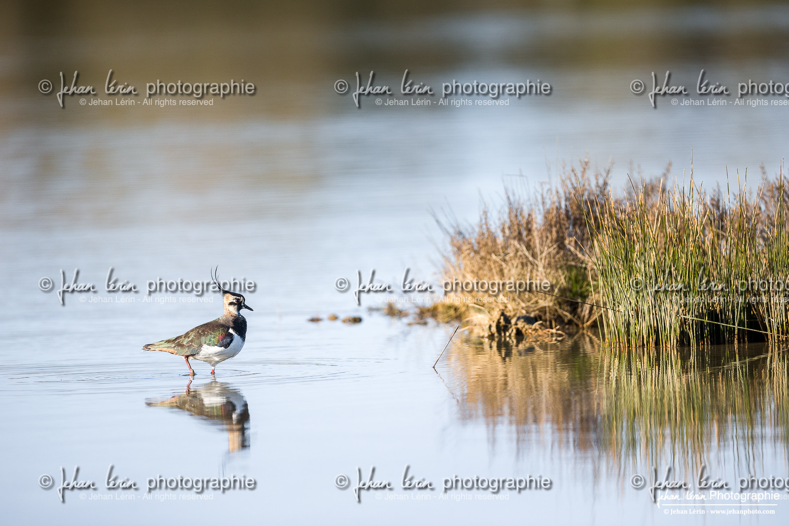 Vanneau Huppé - Northern Lapwing