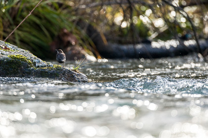 Cincle Plongeur - White-throated dipper  : Cinclus Cinclus