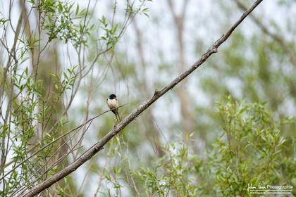 Hirondelle Rustique, Barn Swallow
