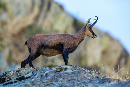 chamois_refuge-de-nice-lac-autier_jl_5d3_12-08-2017-0047.jpg