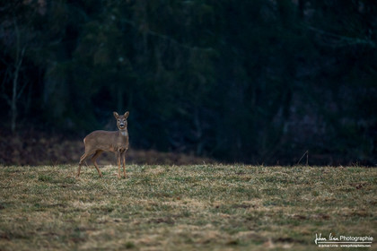 Chevreuil Européen - European Roe Deer