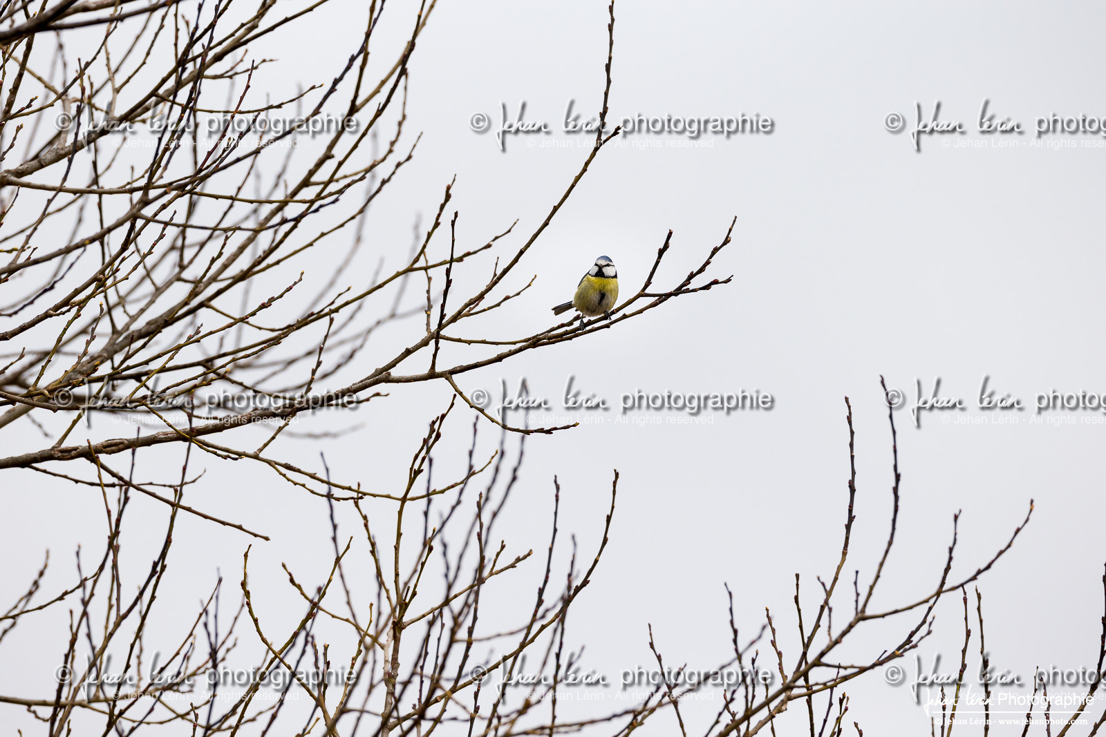 Mésange Bleue - Eurasian Blue Tit