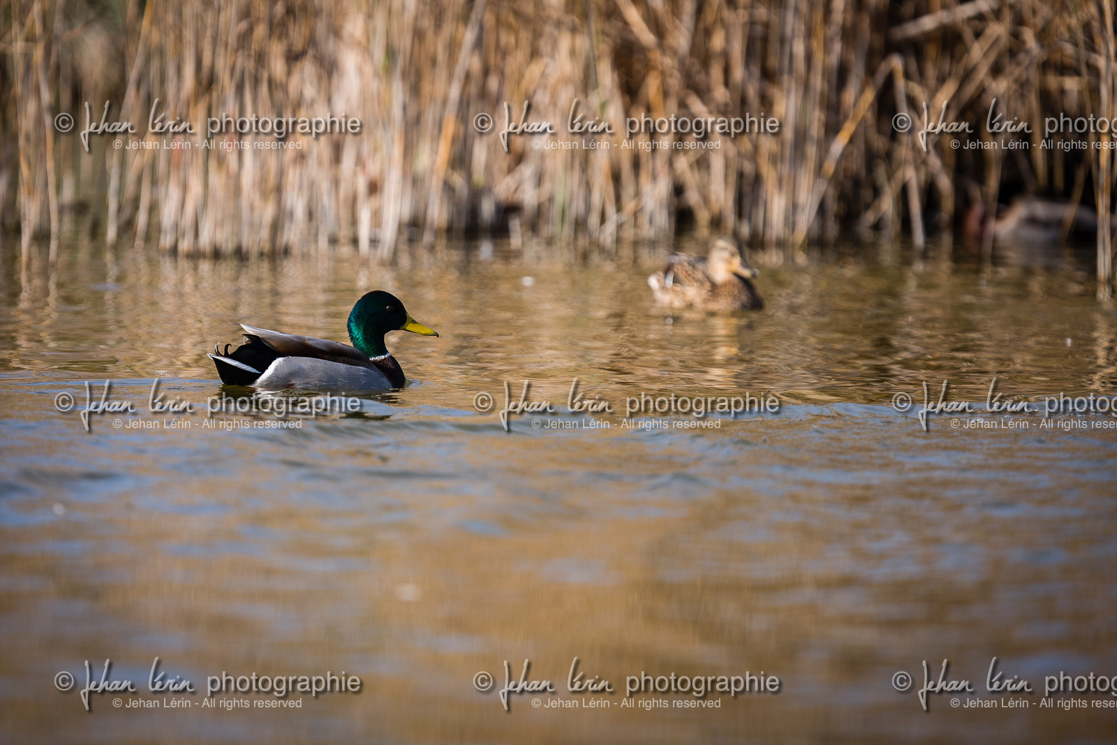 Canard Colvert - Mallard