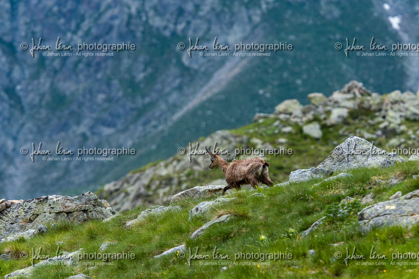 chamois_lac-autier_la-gordolasque_jl_1dx_28-06-2020-0005.jpg
