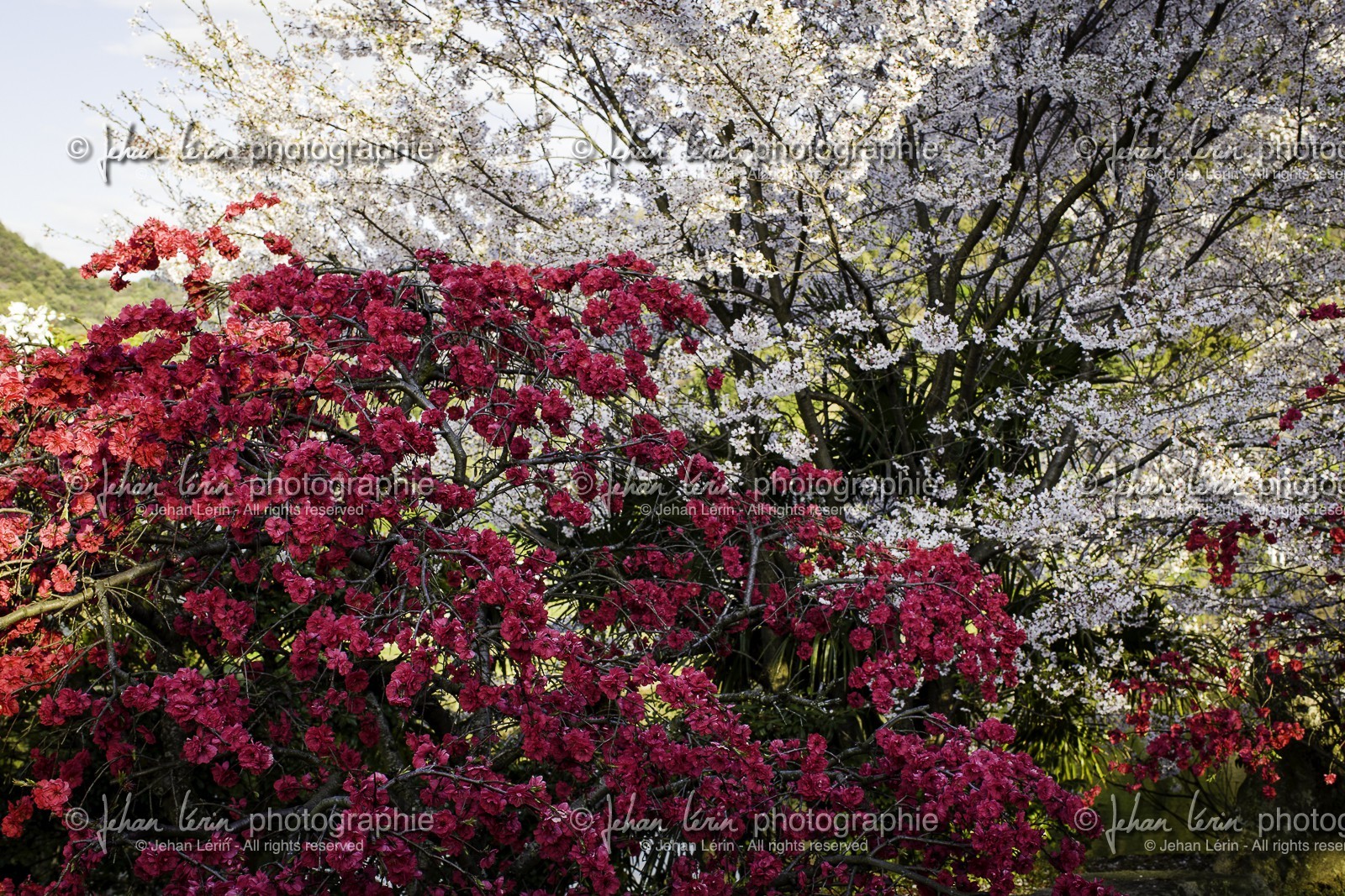 shusshakaji_temple-73_shikoku_japon_06-04_2014-4078.jpg