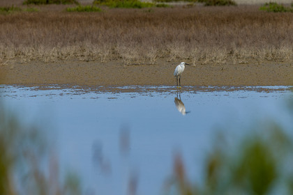 aigrette-garzette_stes-maries-de-la-mer_camargue_jl_1dx_06-05-2021-0079.jpg