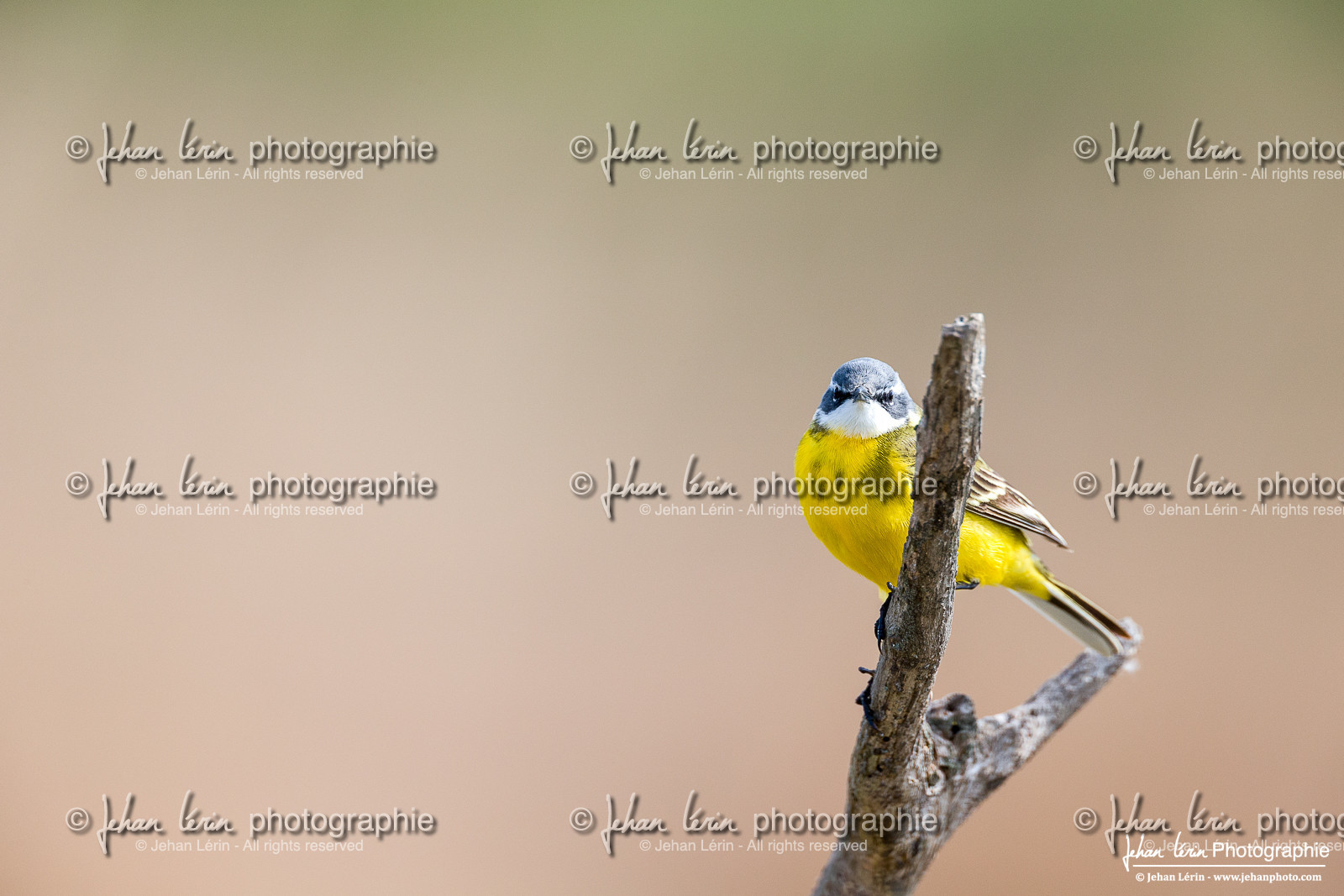 Bergeronnette Printanière - Western Yellow Wagtail