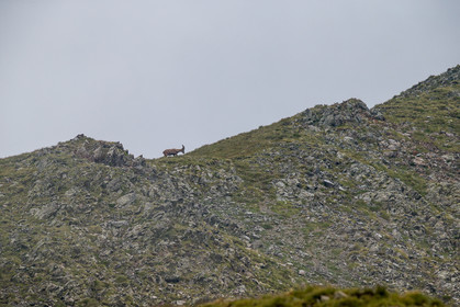 bouquetin_lacs-de-vens_tortisse_jl_1dx_12-07-2020-0014.jpg