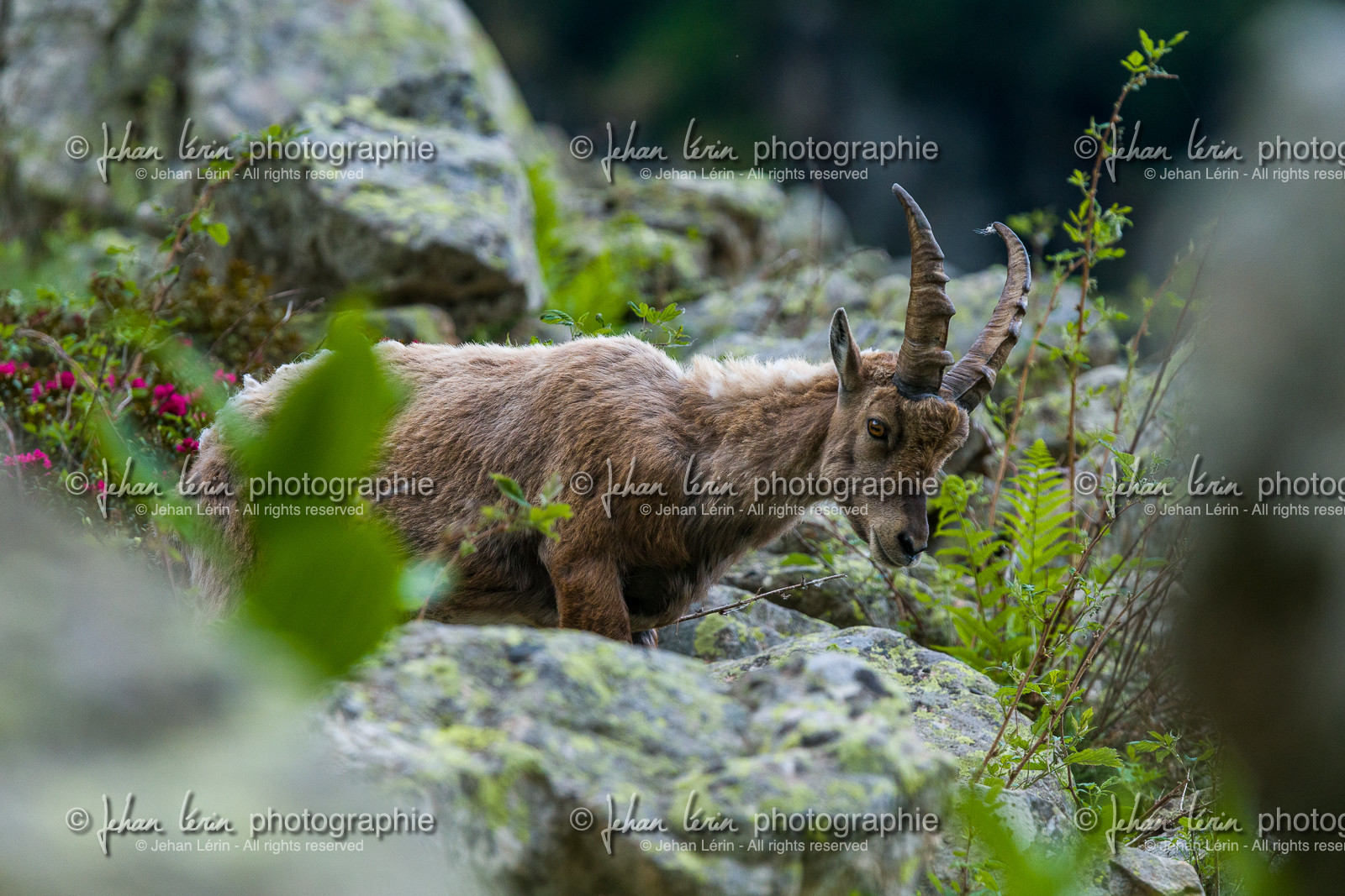 bouquetin_la-gordolasque_mercantour_france_jl_1dx_15-06-2021-0065.jpg