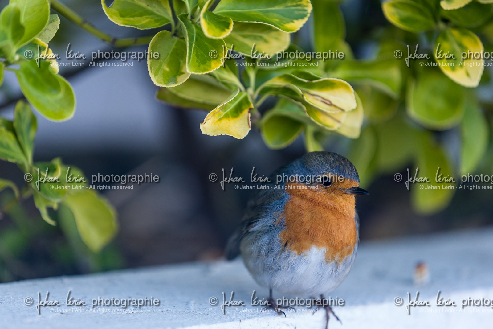 Rouge gorge familier