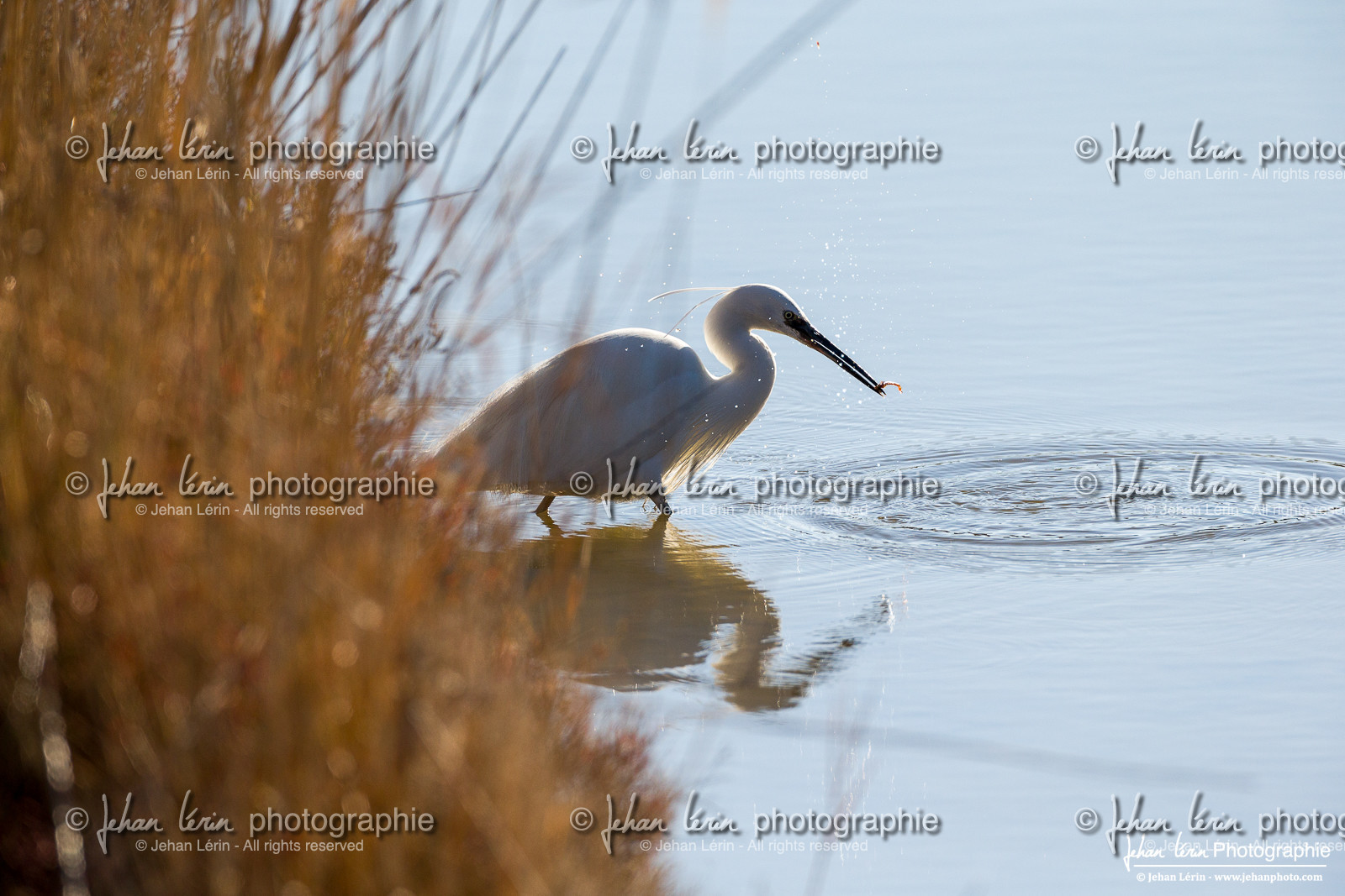 Grande Aigrette - Great Egret