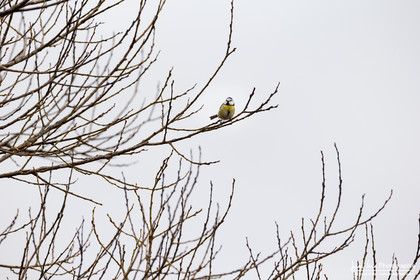 Mésange Bleue - Eurasian Blue Tit