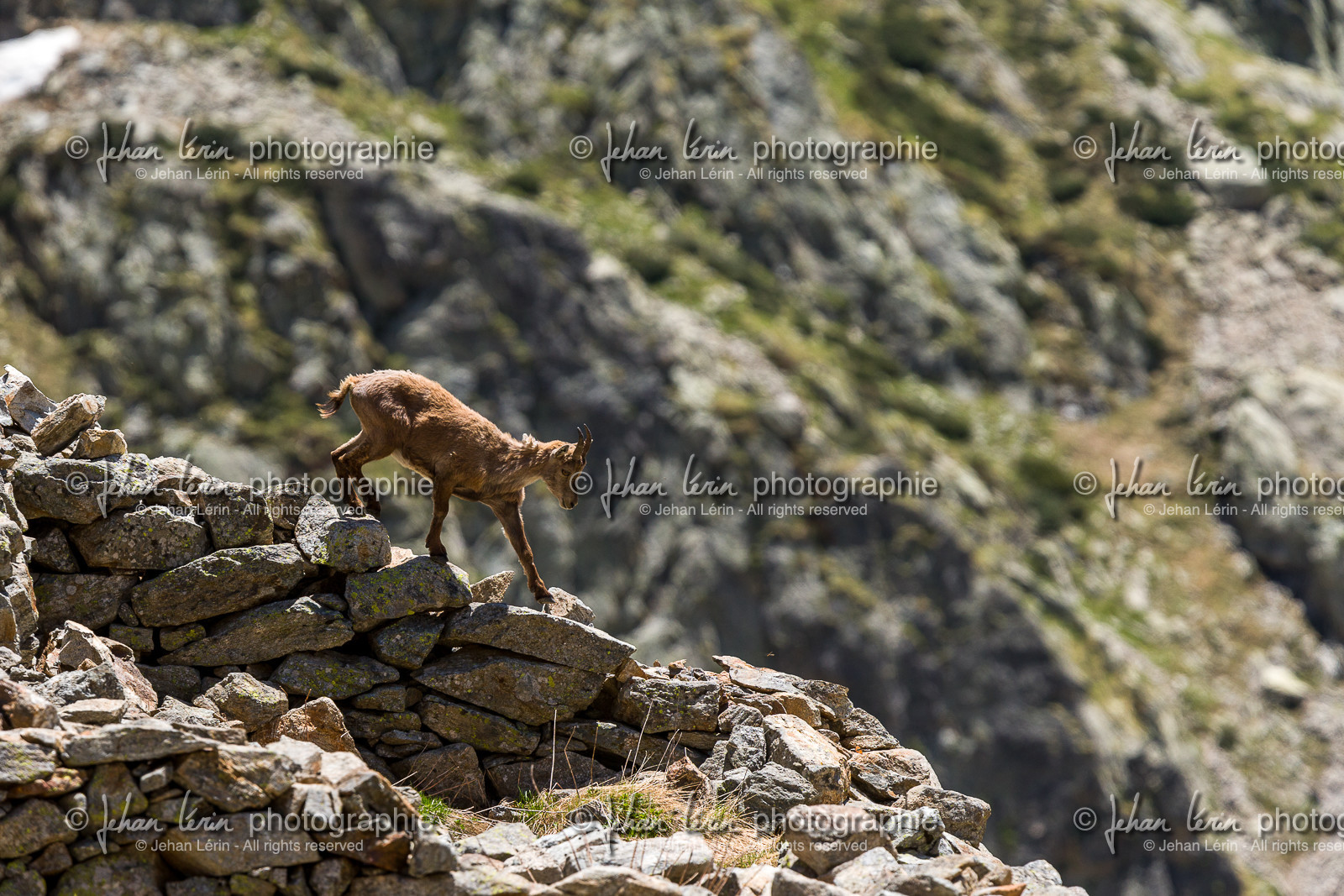 bouquetin_lac-de-fenestre_1dx_23-06-2019-0036.jpg