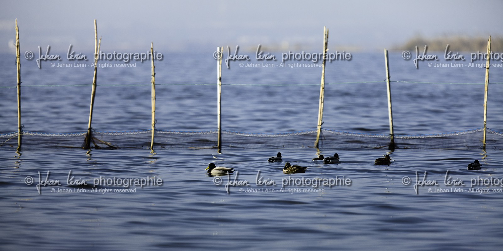 l-albufera_20-01-2011-2053.jpg