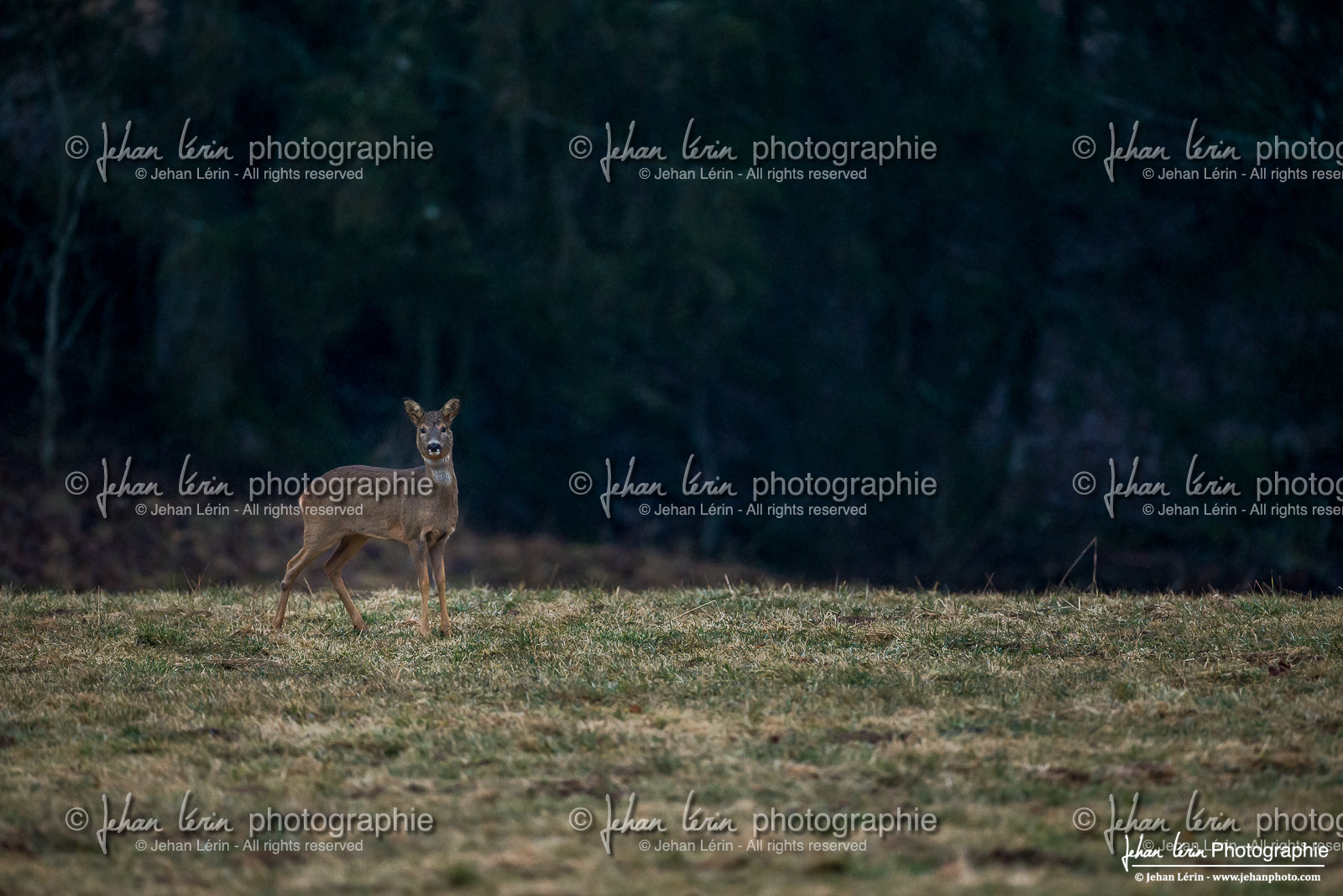 Chevreuil Européen - European Roe Deer