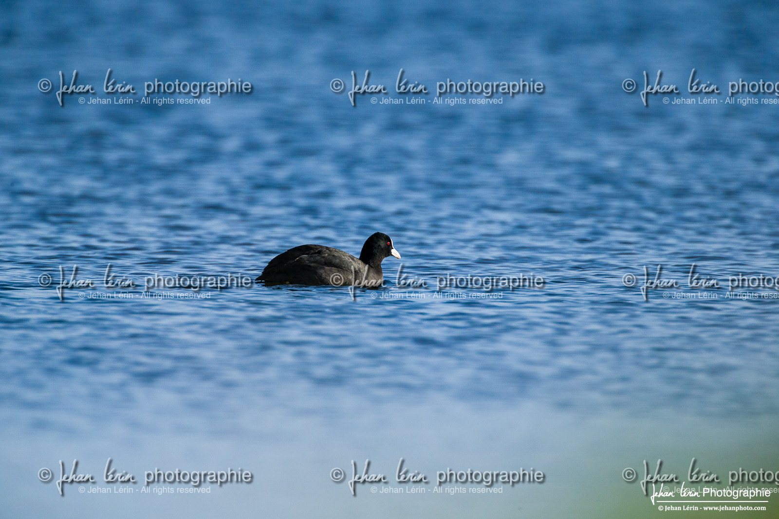 Foulque Macroule - Eurasian Coot : Fulica atra