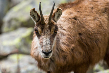 chamois_la-gordolasque_mercantour_jl_1dx_20-05-2020-0389.jpg